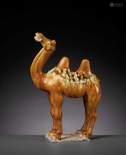 A SANCAI-GLAZED POTTERY FIGURE OF A BACTRIAN CAMEL, TANG DYNASTY