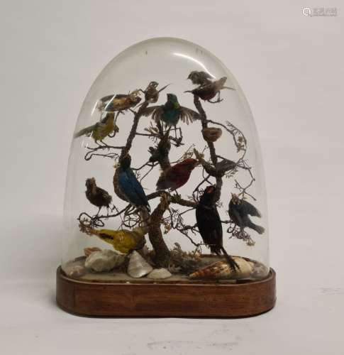 在玻璃球下，由12只鸟组成的立体画。尺寸: 49,5 x 34,5 cm