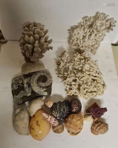 重要的贝壳和各种海洋矿物的收藏。