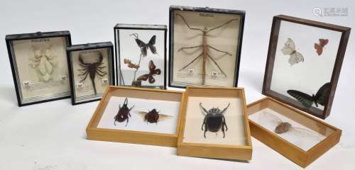 一套8个立体模型，包括昆虫、蝴蝶和杂物。尺寸：31-18厘米之间