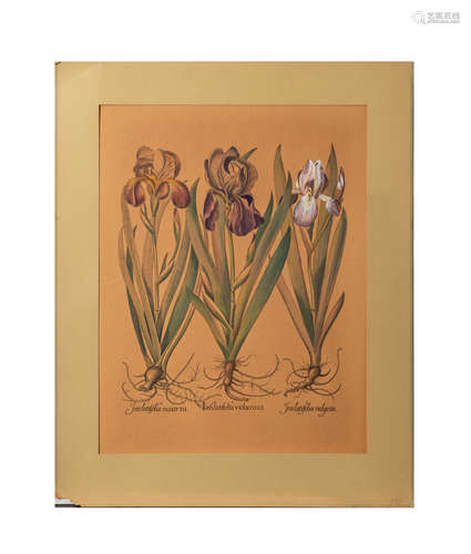 Collectible Art Besler Print Lris Latifolia