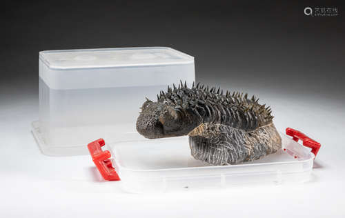 Collectible Lg Trilobites Fossil Table Sculpture