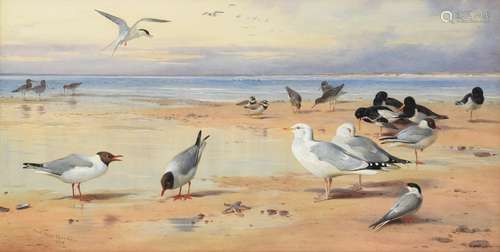 Archibald Thorburn FZS (1860-1935) ''Sea Birds'' Signed and dated 1908, watercolour, 54cm by 108cm