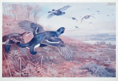 After Archibald Thorburn FZS (1860-1935) Black Grouse in flight Signed in pencil, a colour