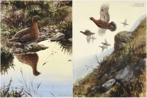 Rodger McPhail (b.1953) Covey of Grouse in flight Grouse in contemplation Signed, watercolour