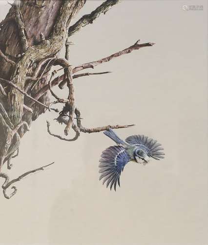 Alan M Hunt (b.1947) Bluetit in flight Signed and dated 1983, gouache, 33.5cm by 29cm Artist's