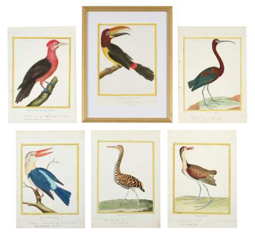 After François-Nicolas Martinet (1731-1800) French Bird Studies from 'Histoire Naturelle des