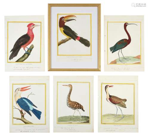 After François-Nicolas Martinet (1731-1800) French Bird Studies from 'Histoire Naturelle des