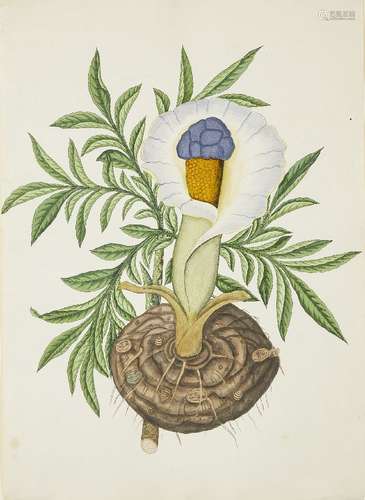 A Company School-style botanical study, India, 19th century, gouache on paper, mounted, glazed and