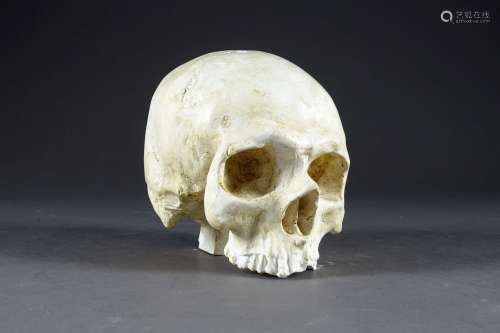 Crâne humain.