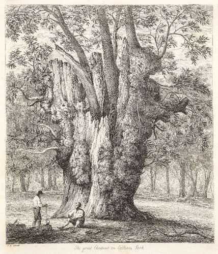 Jacob George Strutt, British 1784-1867- The Great Yew at Forlingal: Maple at Boldre, in the New