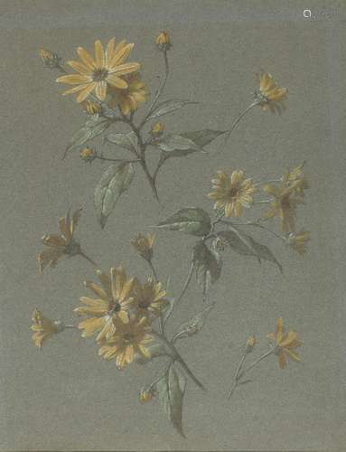 Attributed to Antoine Berjon, French 1754-1843- Marguerites; pastel over pencil on green coloured