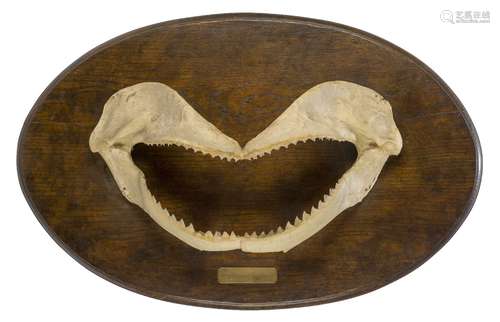 A cast model of a sharks jaw, second half 20th century, inset with teeth, mounted on an oval oak