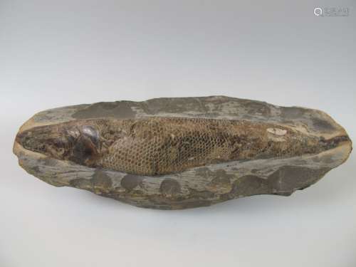 化石鱼（Rhacolepis）。石灰石结核。长15厘米。巴西：白垩纪，距今1.2亿...