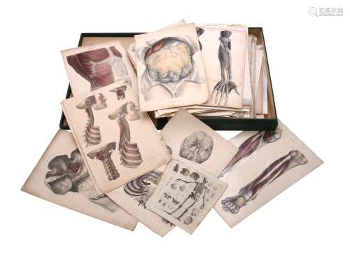 A collection of lithographic anatomical prints