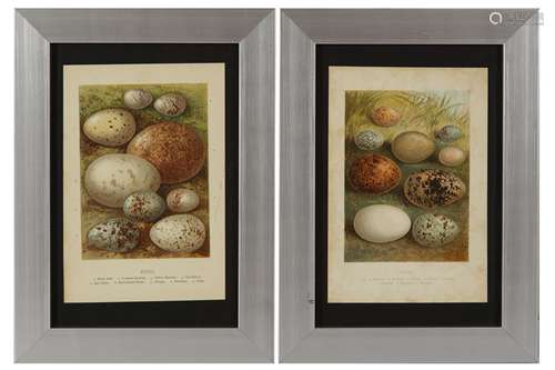 A COLLECTION OF TWELVE CHROMOLITHOGRAPH PLATES OF BIRDS EGGS...