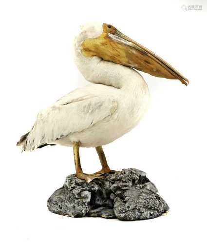 PELICAN,