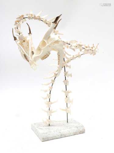 DRAGON SKELETON,