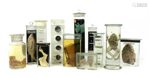 SCIENTIFIC SPECIMENS,