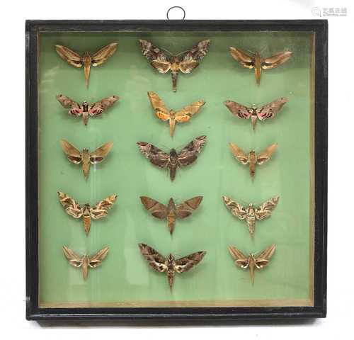 MOTH SPECIMENS,