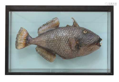 TITAN TRIGGERFISH,