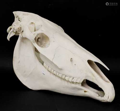 A SHIRE HORSE SKULL,