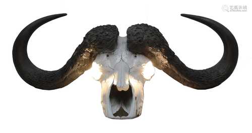 BUFFALO SKULL,