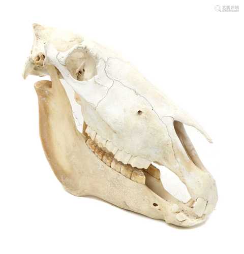 ZEBRA SKULL,