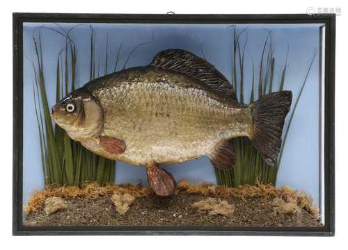 CRUCIAN CARP,