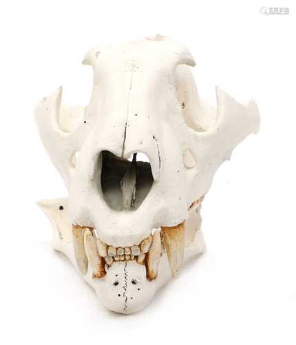 LION SKULL,