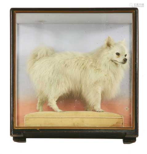 WHITE POMERANIAN DOG,