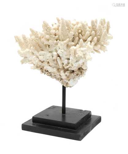 FINGER CORAL,