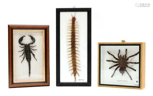 INSECT SPECIMENS,