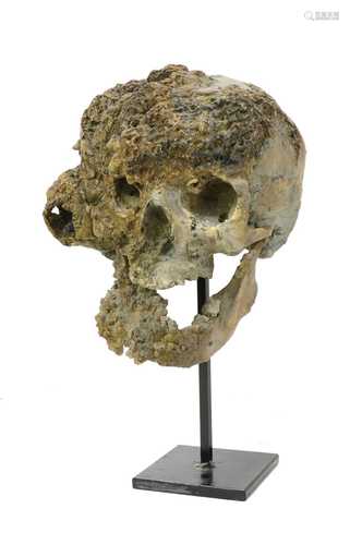 A DISEASED HUMAN SKULL MODEL,