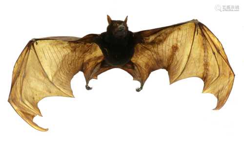 LARGE FLYING FOX,