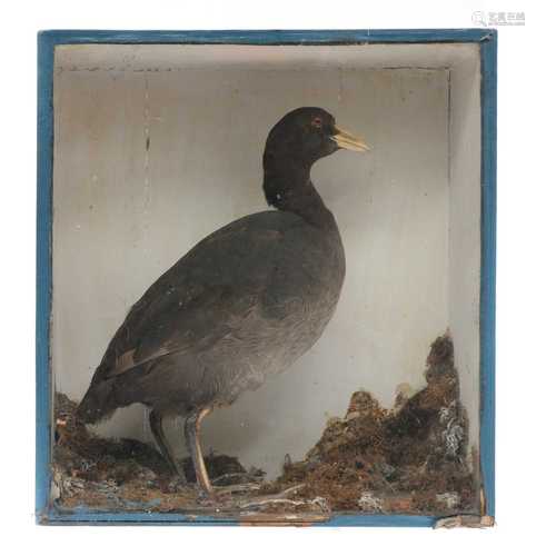 AMERICAN COOT,