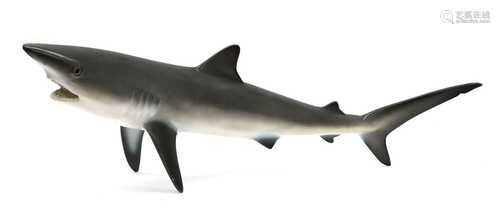 BLUE SHARK,