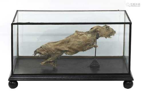 MUMMIFIED HARE,