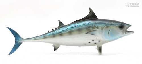 BLUEFIN TUNA,