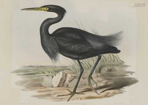 JOHN GOULD (1804-1881)