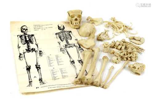 HUMAN SKELETON,