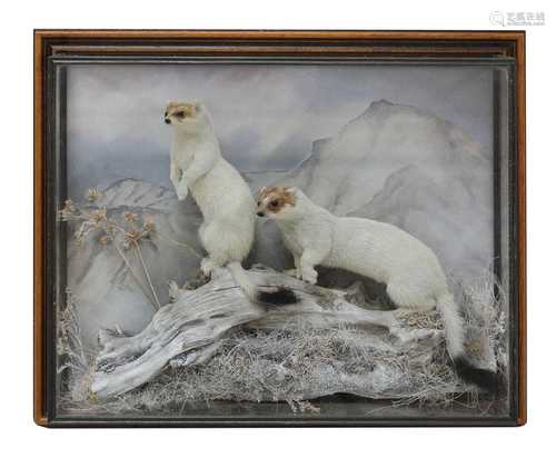 ERMINE STOATS,