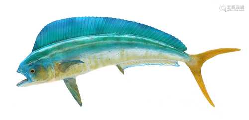 MAHI MAHI,