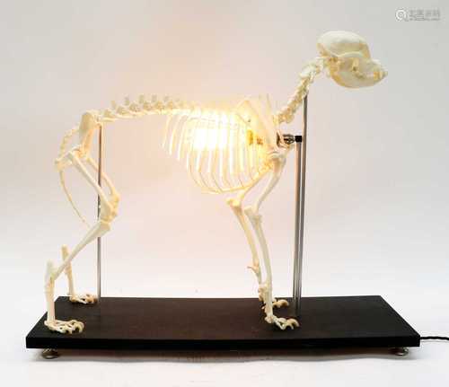 DOG SKELETON,