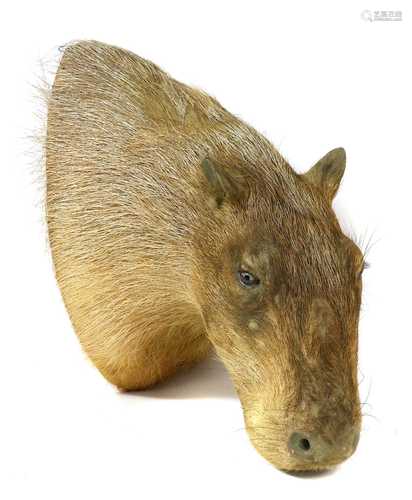 CAPYBARA,