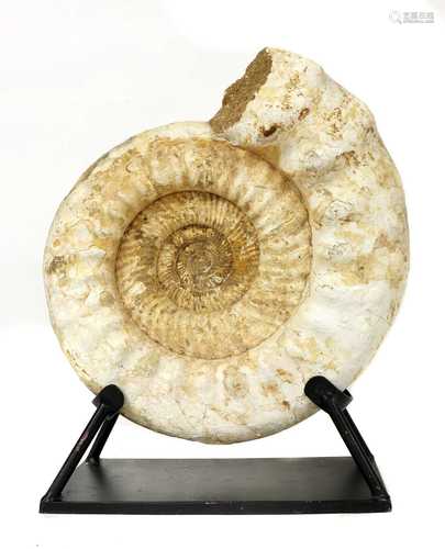 LARGE PERSIPHINCTES AMMONITE,