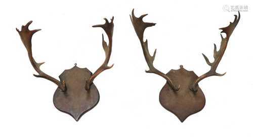 Two pairs of antlers,