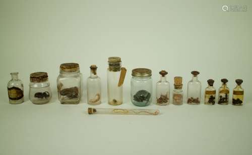 Collection with animals and animal dolls in glass jars