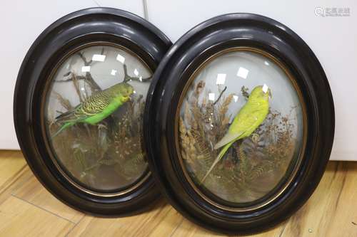 A pair of early 20th century convex oval framed taxidermic b...