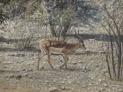 W. Ron Campbell (1930-2012), pastel, Thompson's Gazelle, sig...